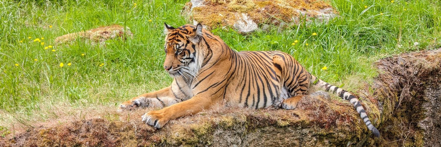 Jasdeep Singh banner