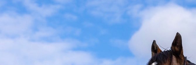 仔馬カメラ banner