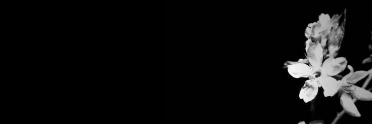 Сэди |🌿🔞 banner