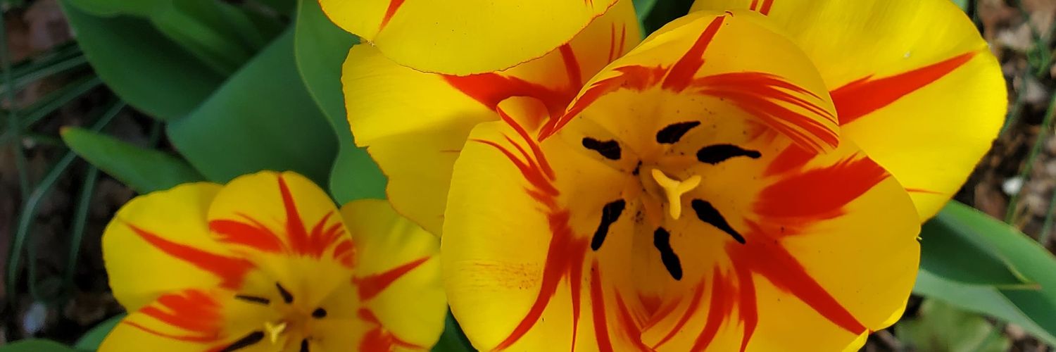 vpvvpf's profile banner image