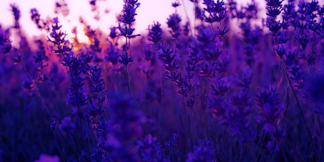 felicityis's profile banner image