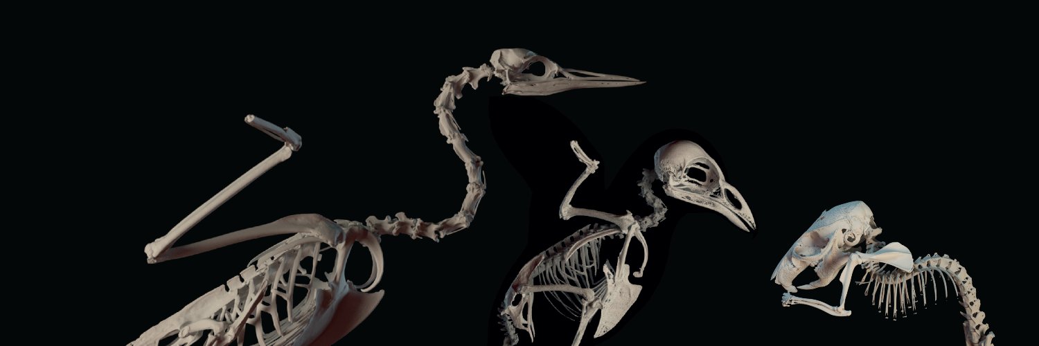 Guillermo Navalón banner