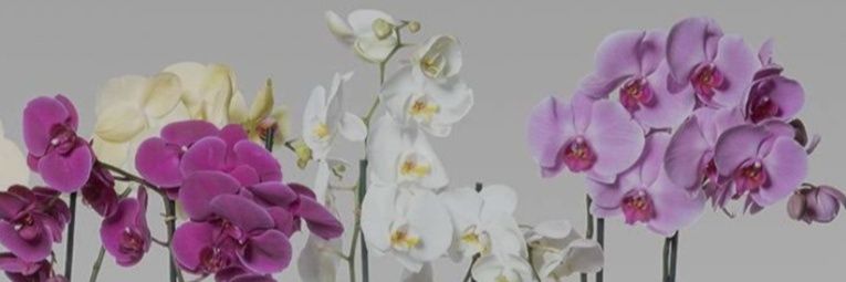 martina86__'s profile banner image