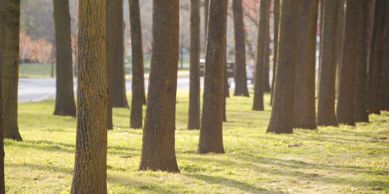 RNap_1's profile banner image