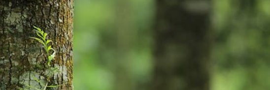CryptMoma's profile banner image