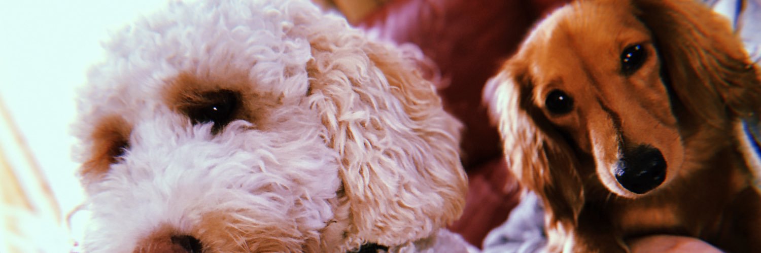 graceywake's profile banner image