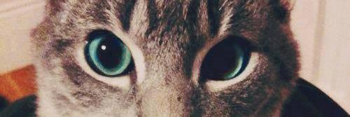 Davkoala's profile banner image