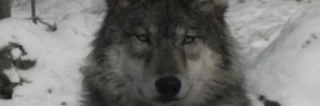 x n ok banner