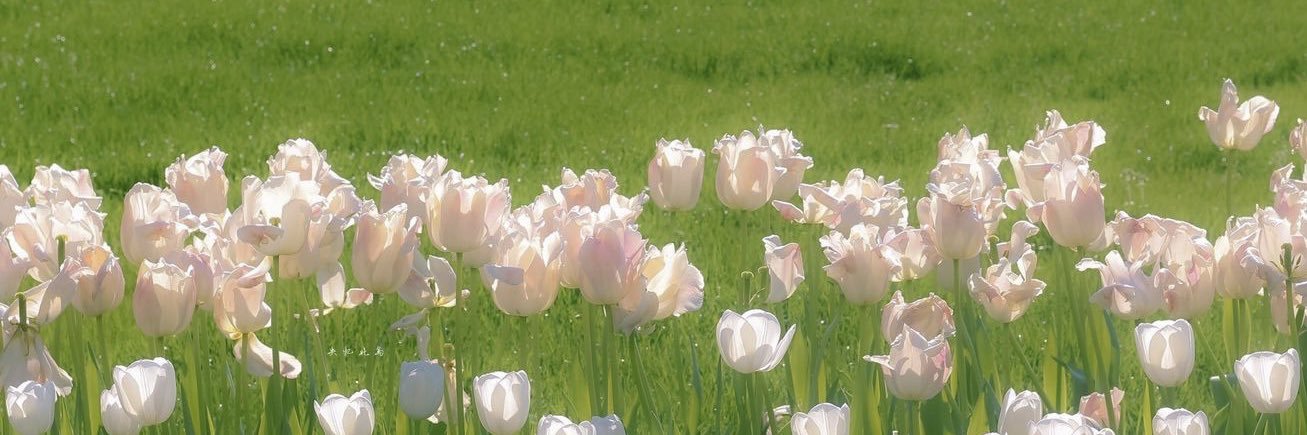 shrey🧚🏻 banner