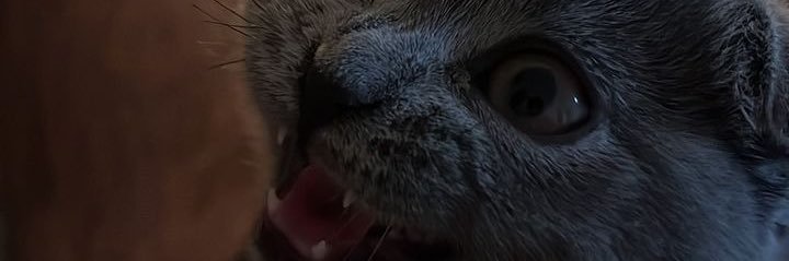 y banner