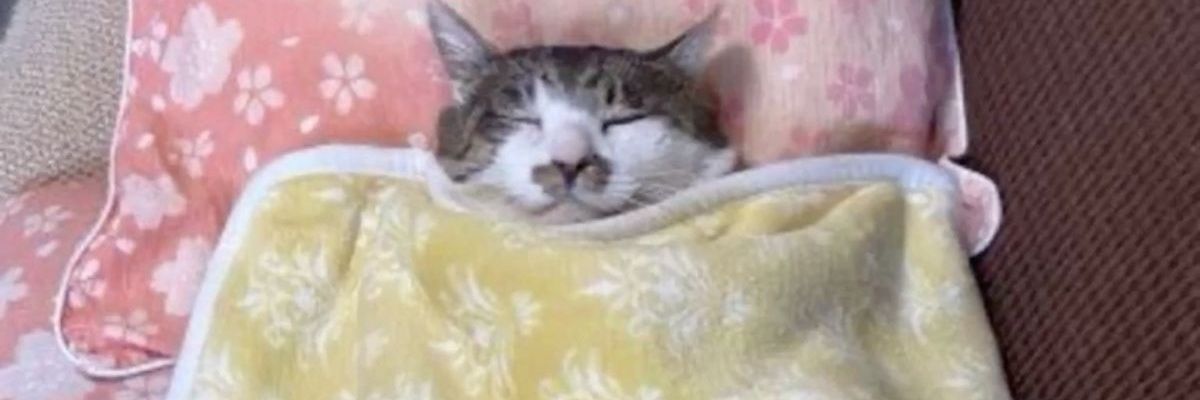 levilevil3vi's profile banner image
