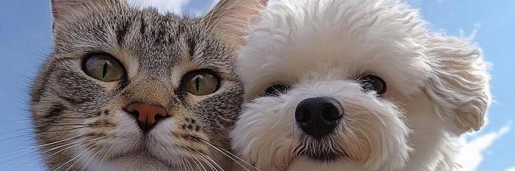 pillowluvv's profile banner image