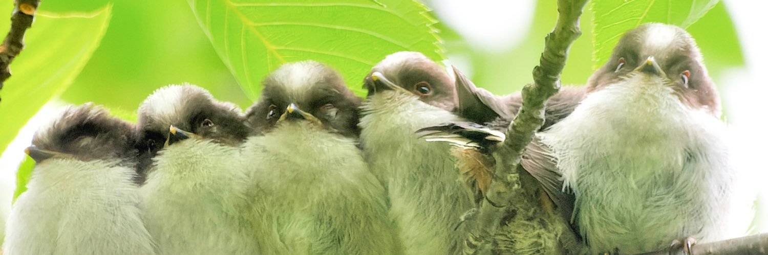 こま🦉🦆🦅's banner