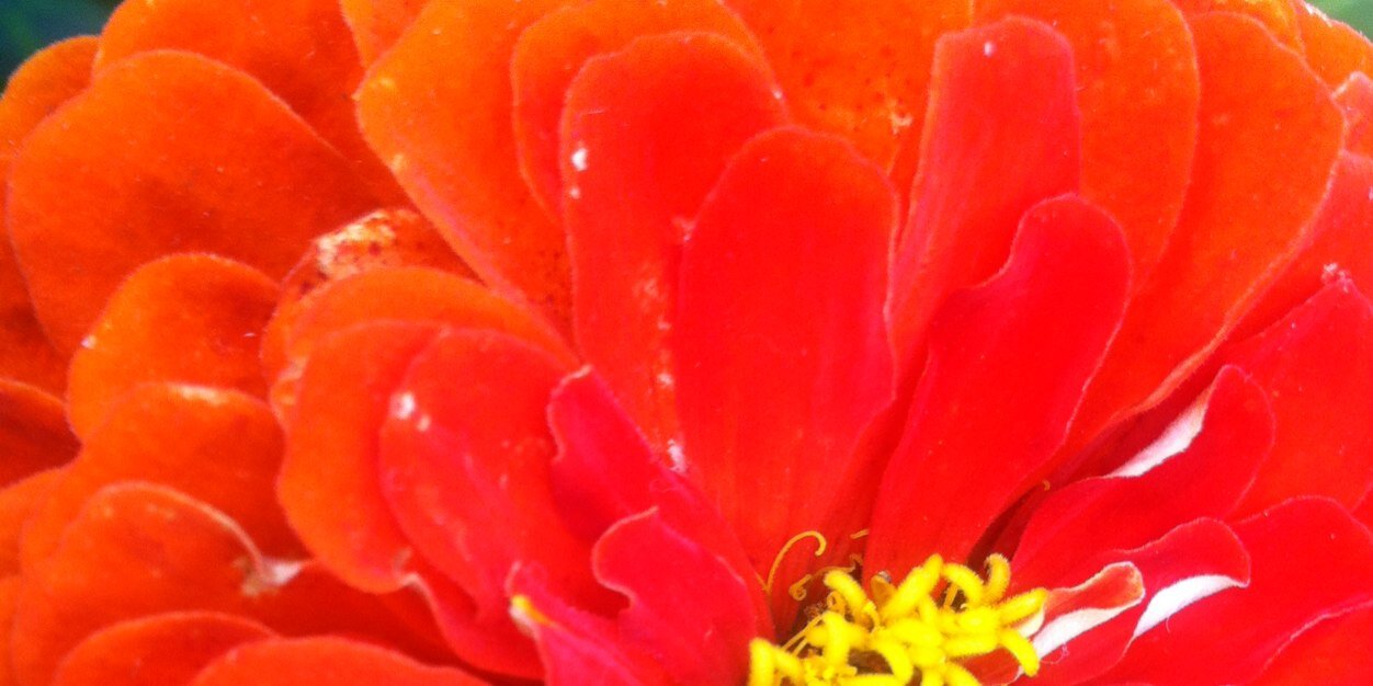 LilyHydrangea's profile banner image