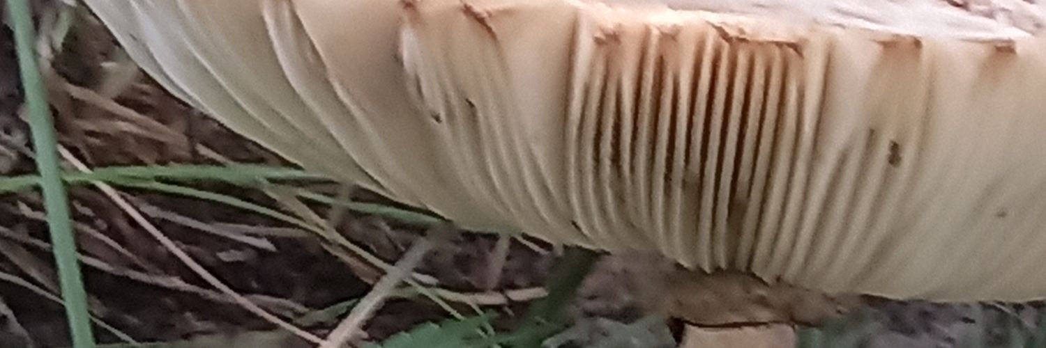 c3dr0n's profile banner image