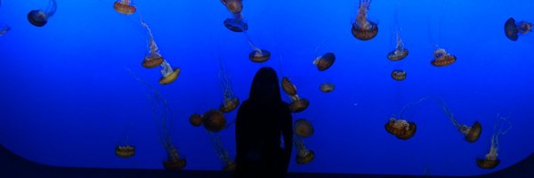 KatyDukeShark Profile Banner