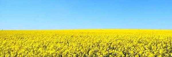 yellow8jkt Profile Banner