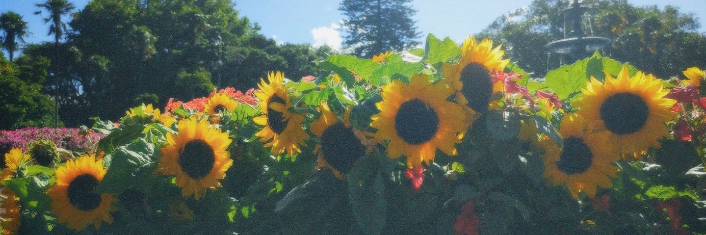farahhanim__'s profile banner image