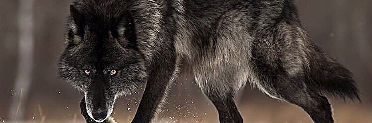 jay_legend7's profile banner image