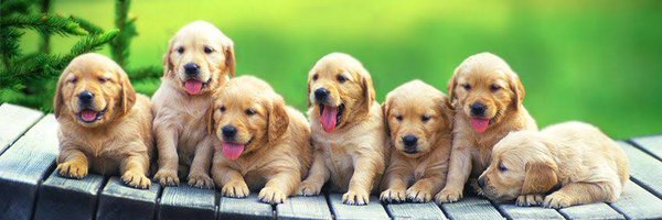 Puppies 🐶 Profile Banner