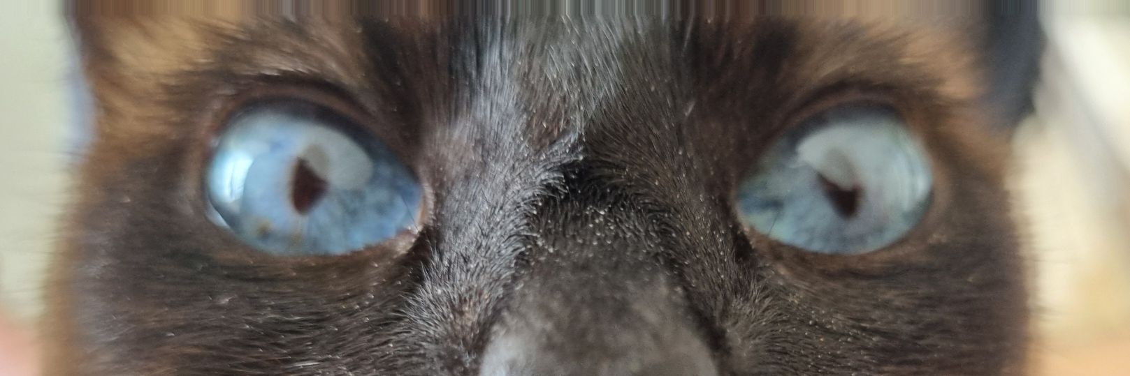 Emiessi | 🔻🇧🇷🏳️‍🌈 banner