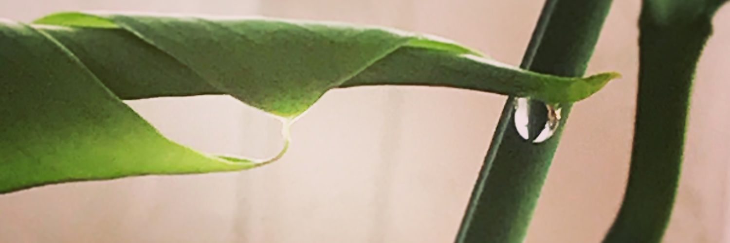 KellyHevel's profile banner image