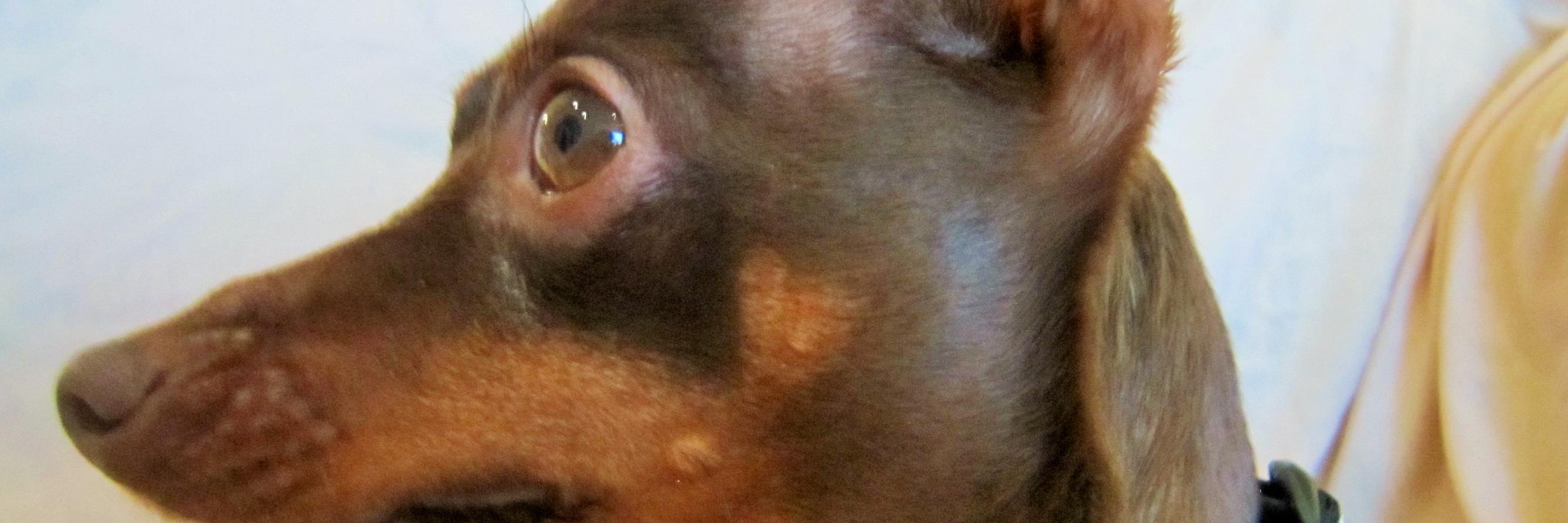 Gina the Min Pin banner