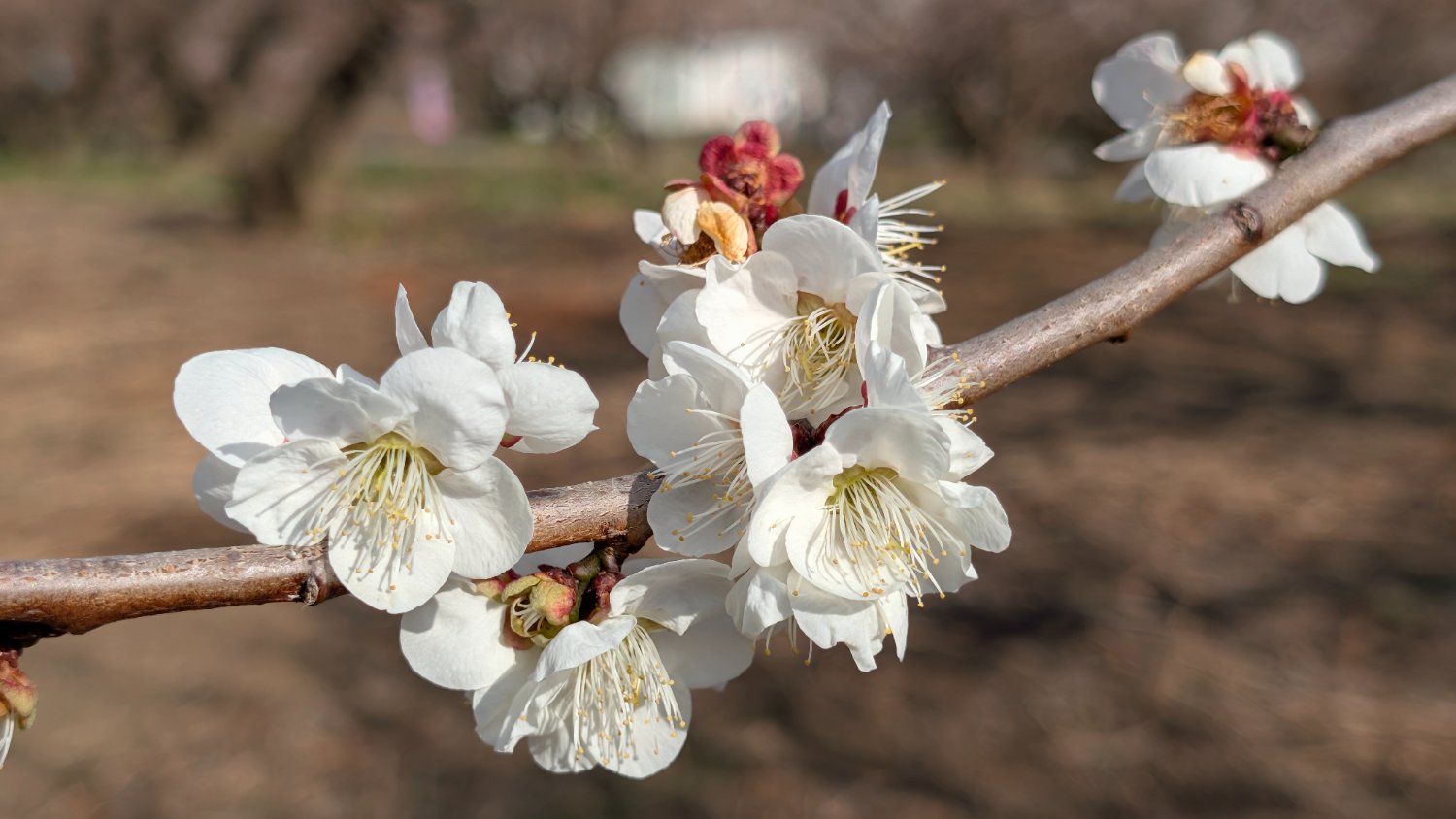 Aさん@ヒゲ部 banner