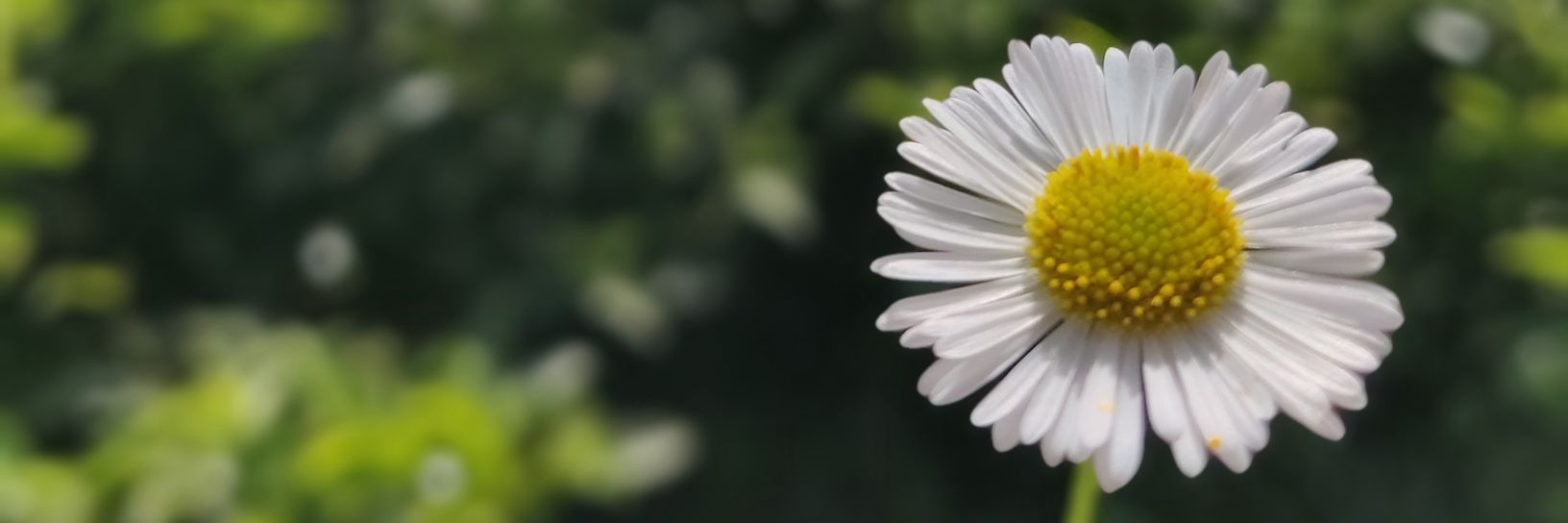 RuniB_'s profile banner image