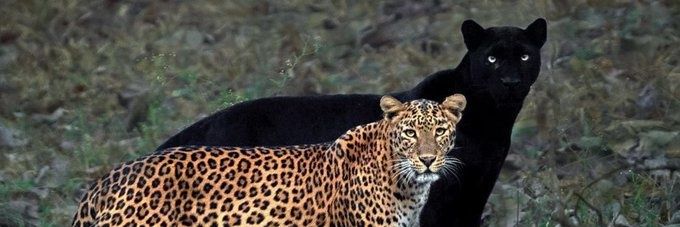 ratnaci's profile banner image