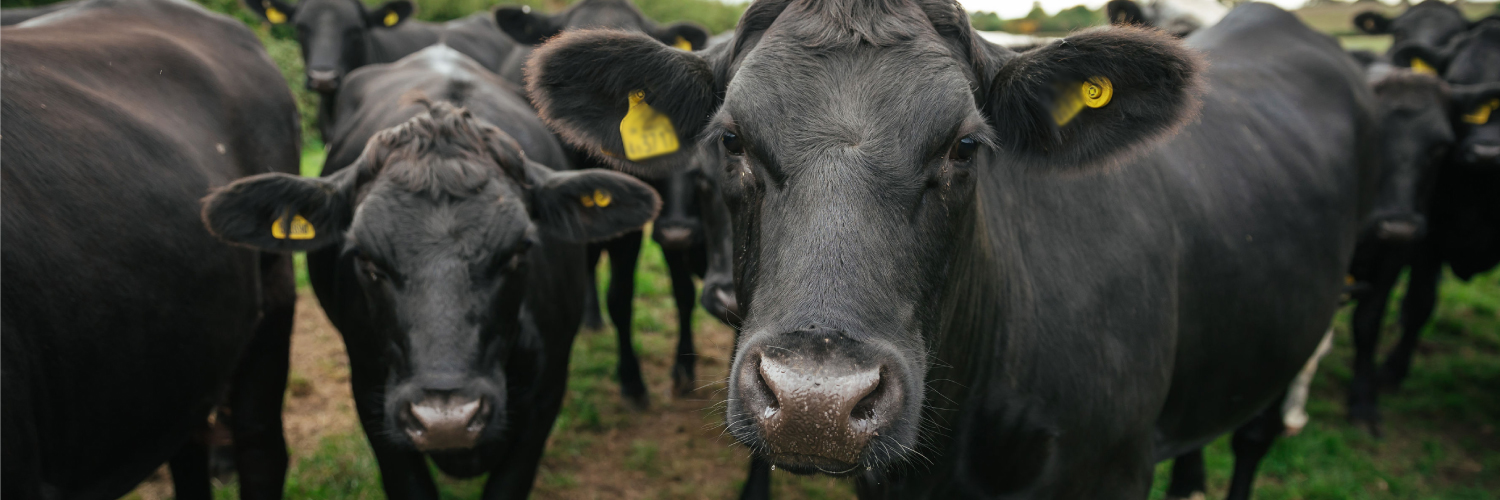 GamechangerFarming banner