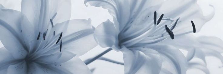 alex ★ dwy era 🇲🇽 banner