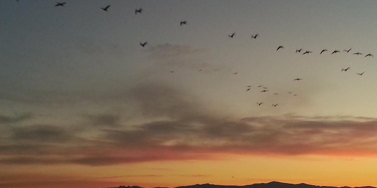 Giovanni B. Gallus banner