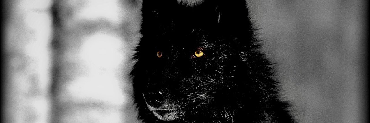 zayhiim's profile banner image