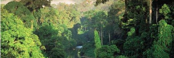 StopEcocide Profile Banner