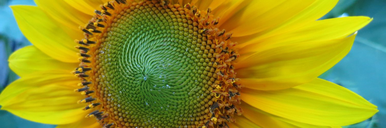 Evelyn Tu 🇺🇦 🌻 💙 banner