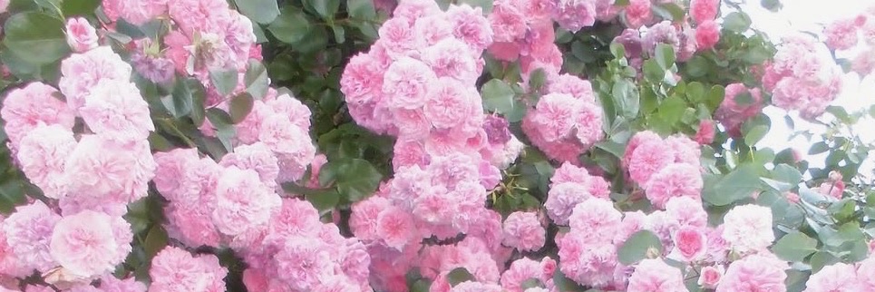 2705_yuki's profile banner image