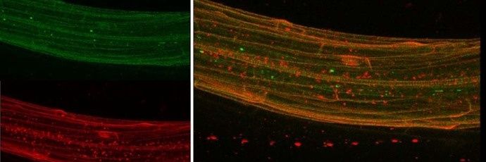 Alexandra Furch banner