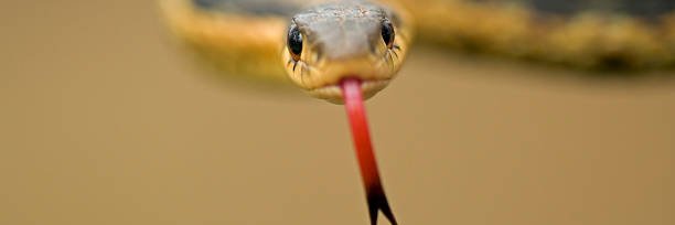 Undead Snek banner