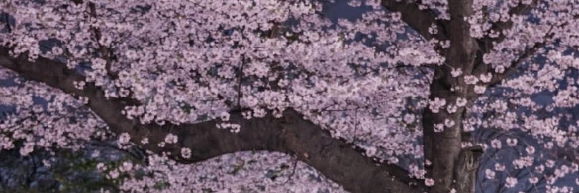 Kurama Shintoa banner