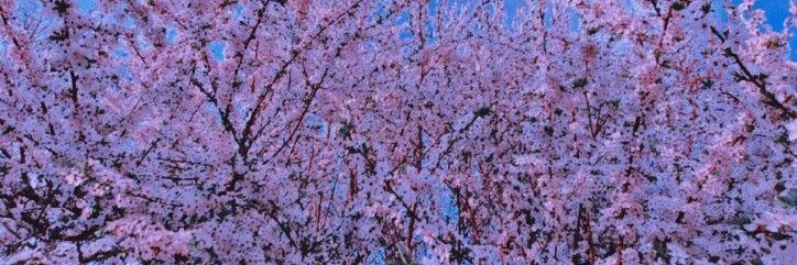 flo_Orrr_'s profile banner image