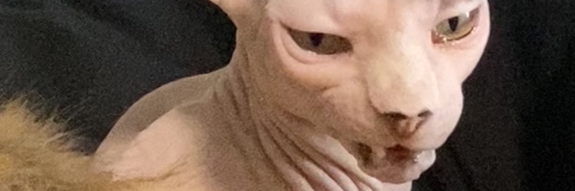 Underwearwolf's profile banner image