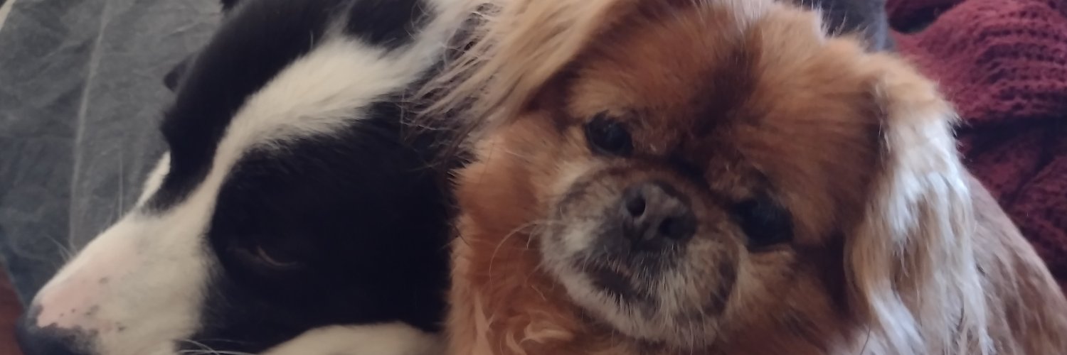 Illinois girl Desi banner