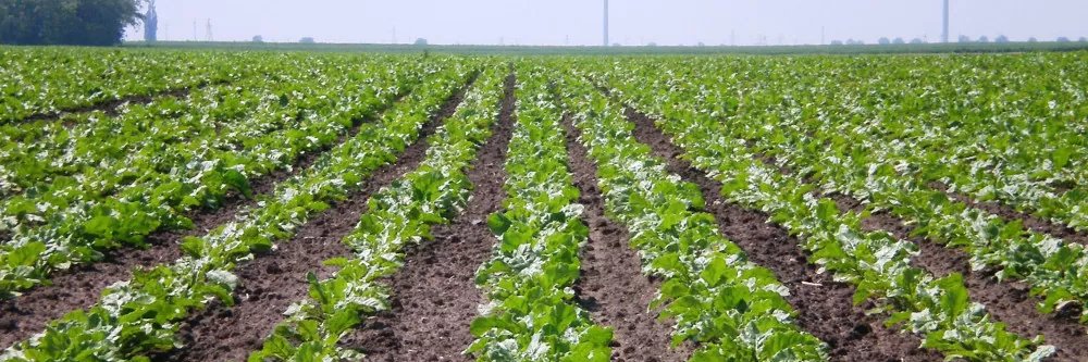 Stanisław G4 banner