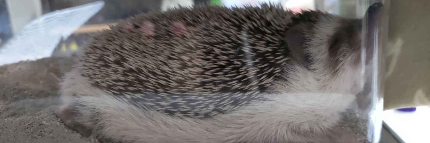 ぺに〜🌟 banner