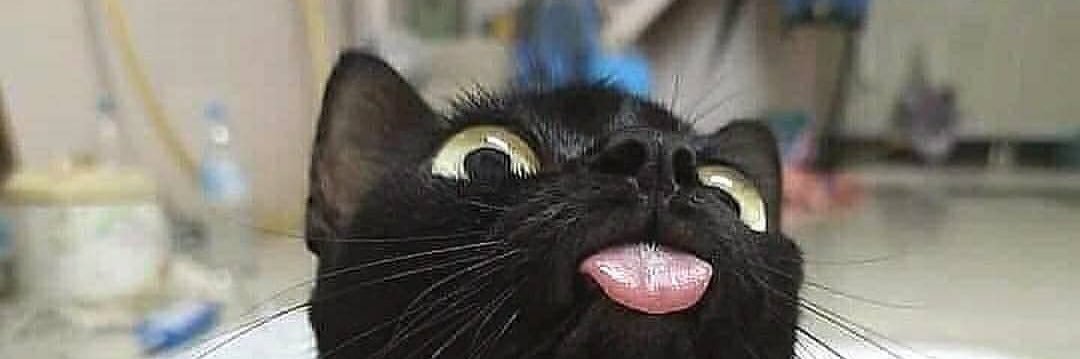 Kittycakes banner
