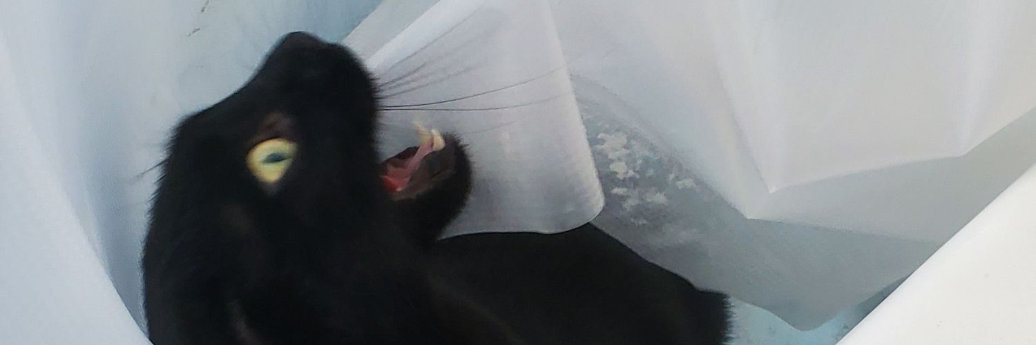 CatTheGremlin's profile banner image