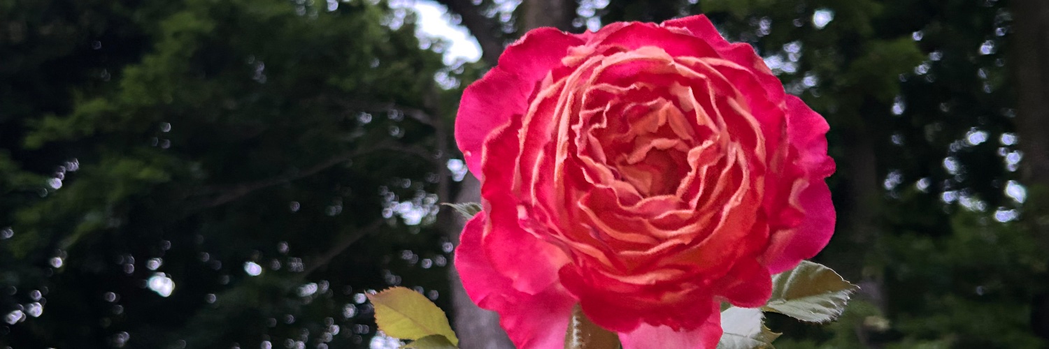 Kim Paczewski banner