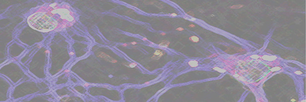 Stephanie May banner