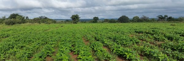 musadabwe Profile Banner